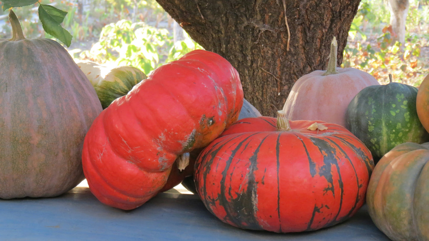 Heirloom Package 2 – $550 Total (Pay $275 Now) *PORCH DROP OFF