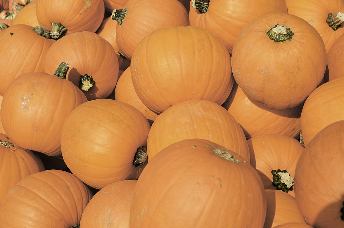 Heirloom Package 2 – $550 Total (Pay $275 Now) *PORCH DROP OFF