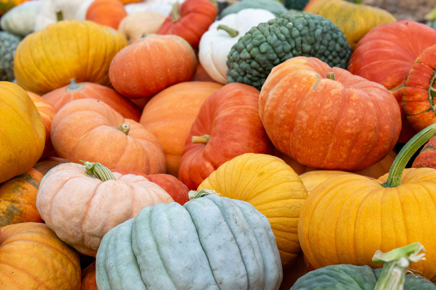 Heirloom Package 2 – $550 Total (Pay $275 Now) *PORCH DROP OFF