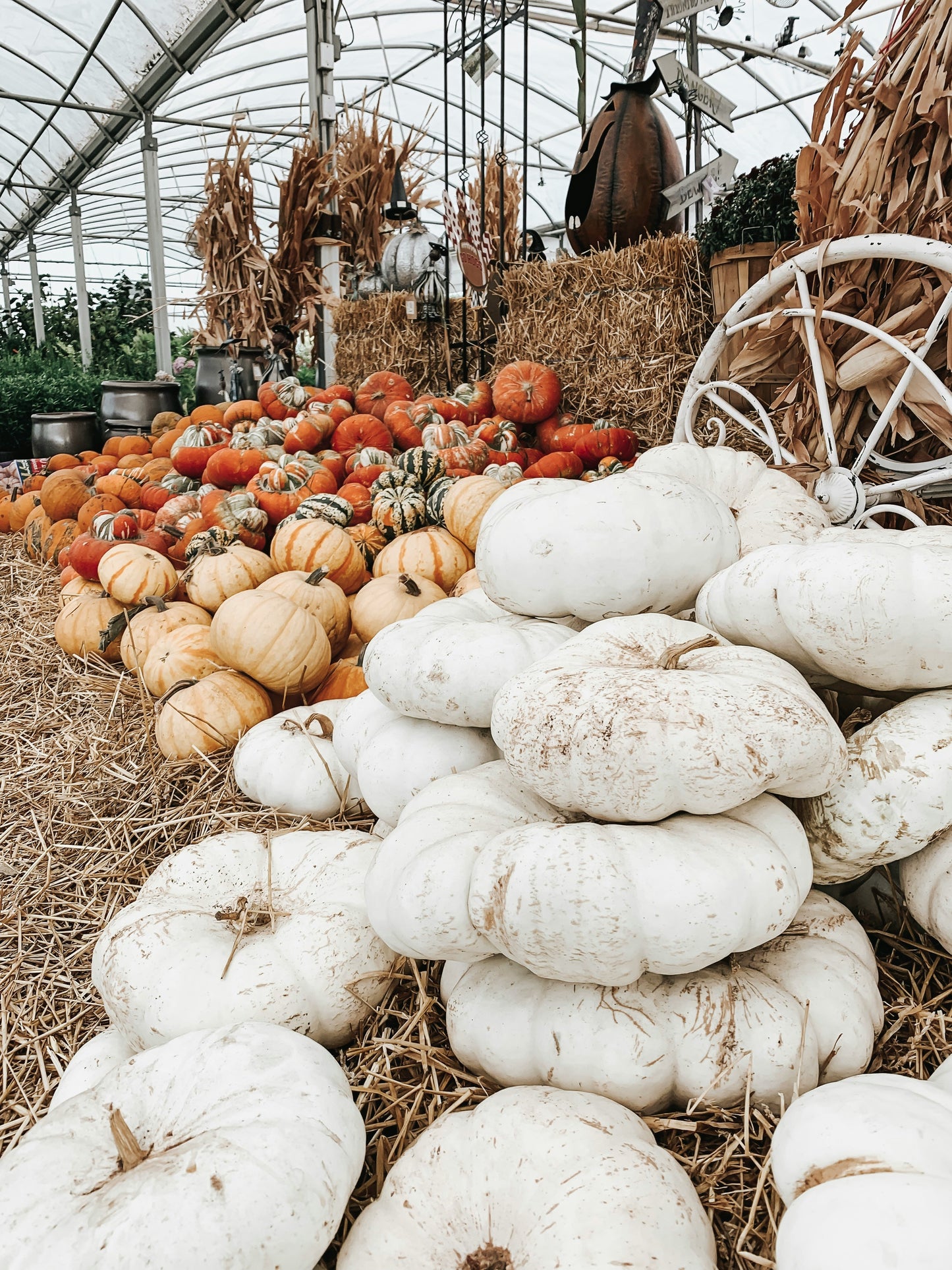 Heirloom Package 2 – $550 Total (Pay $275 Now) *PORCH DROP OFF