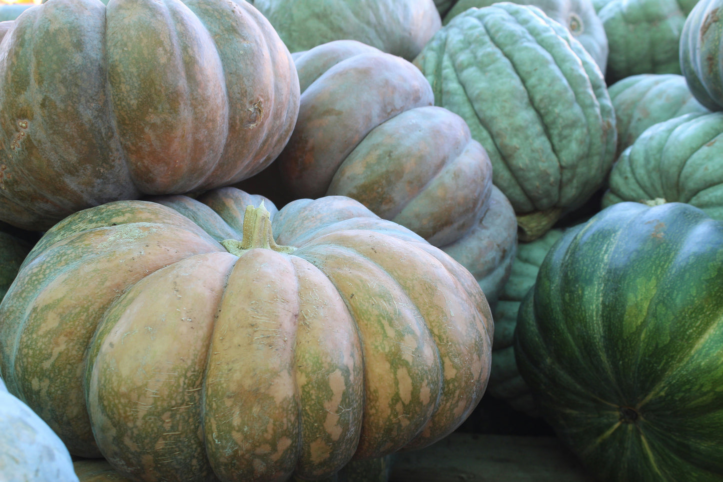 Heirloom Package 1 – $350 Total (Pay $175 Now) *PORCH DROP OFF
