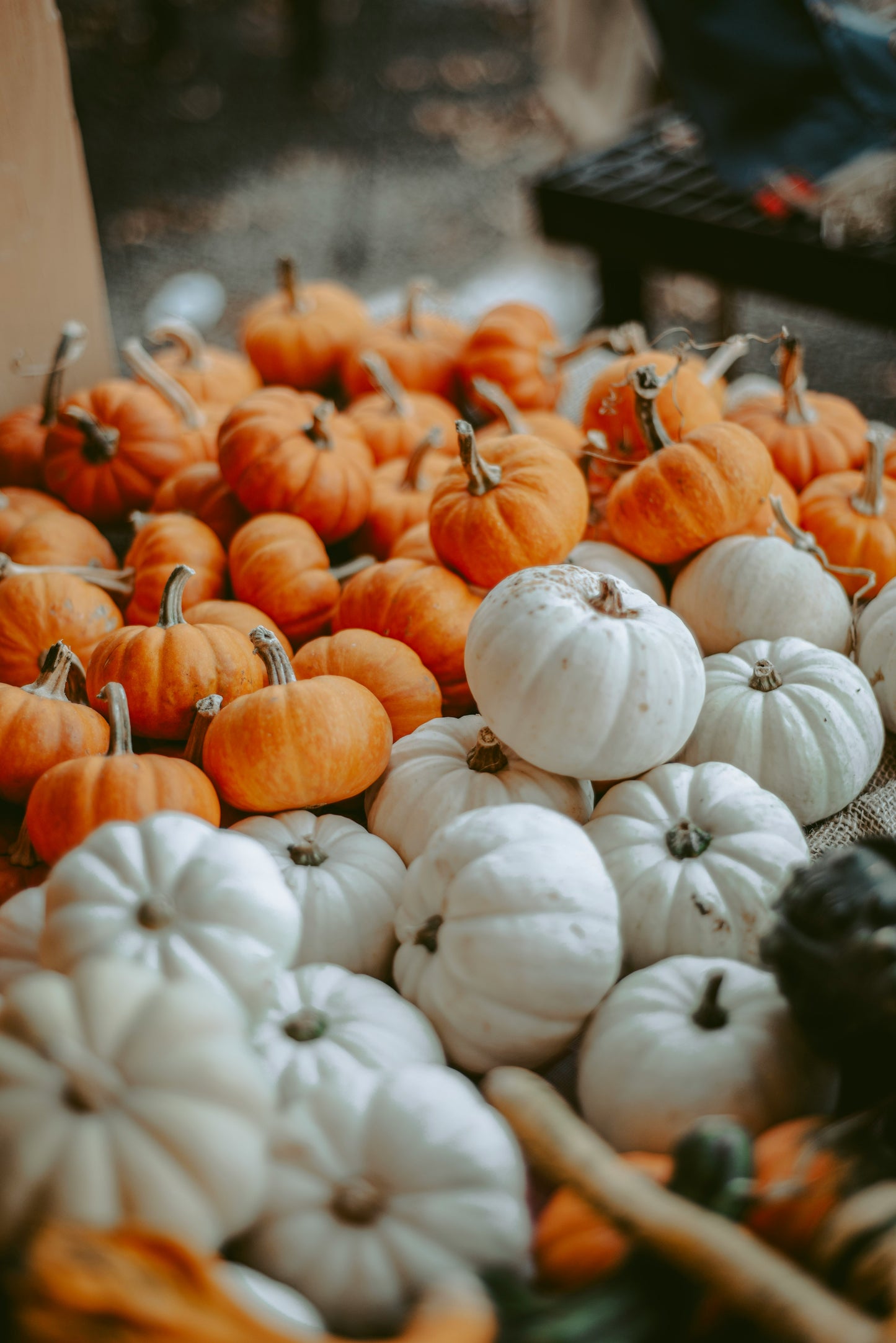 Heirloom Package 2 – $550 Total (Pay $275 Now) *PORCH DROP OFF