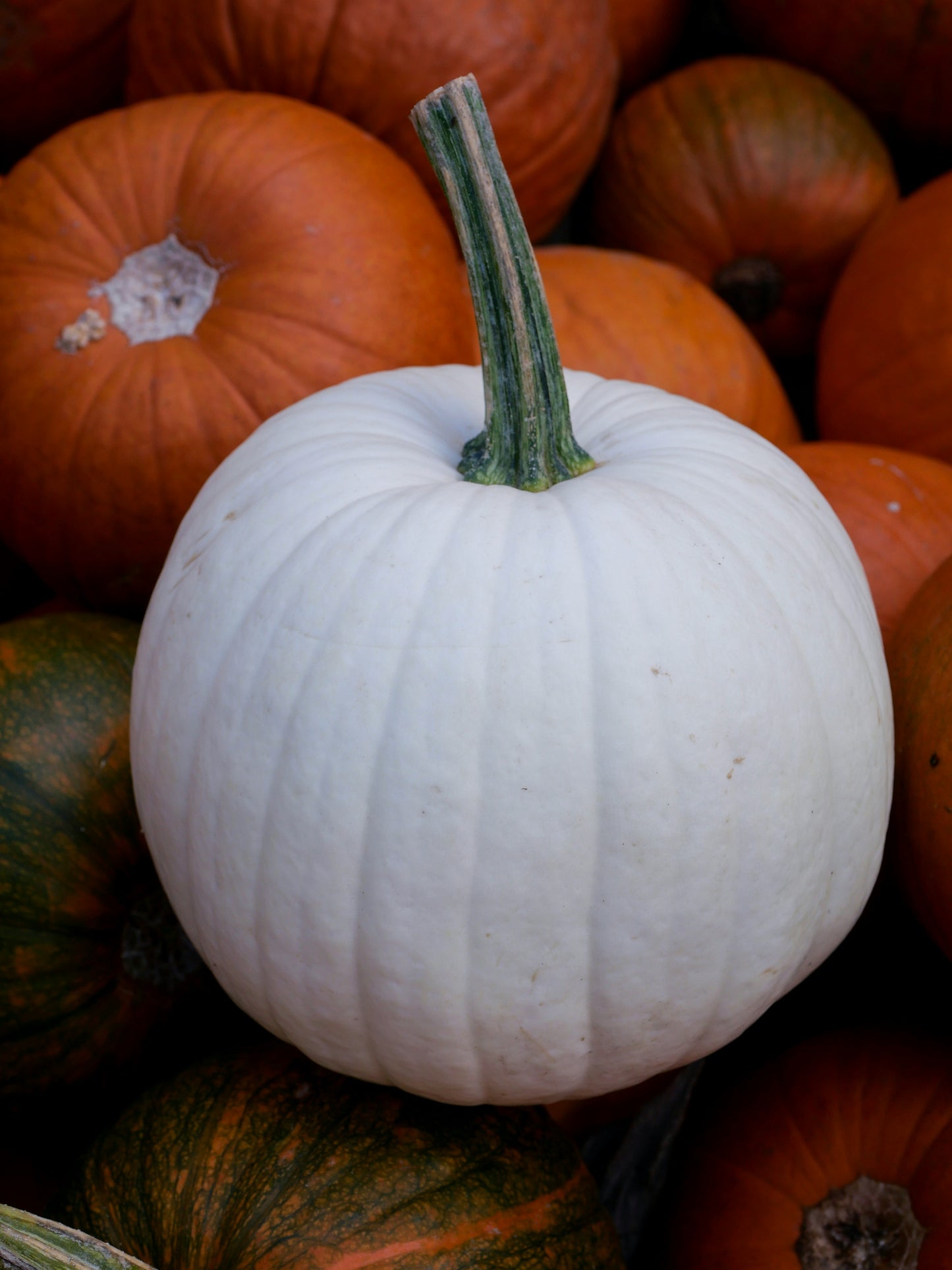 Heirloom Package 2 – $550 Total (Pay $275 Now) *PORCH DROP OFF