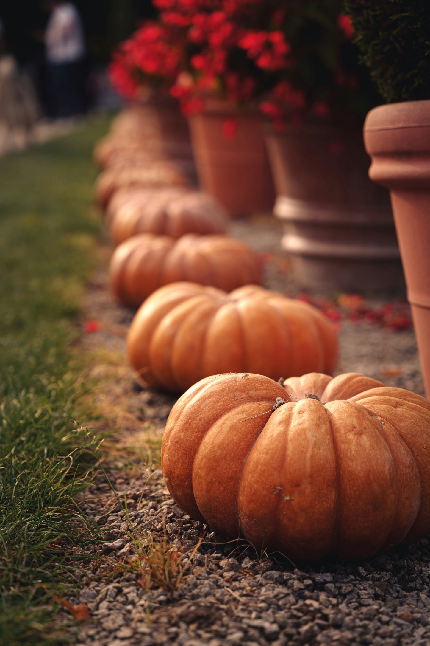 Heirloom Package 1 – $350 Total (Pay $175 Now) *PORCH DROP OFF