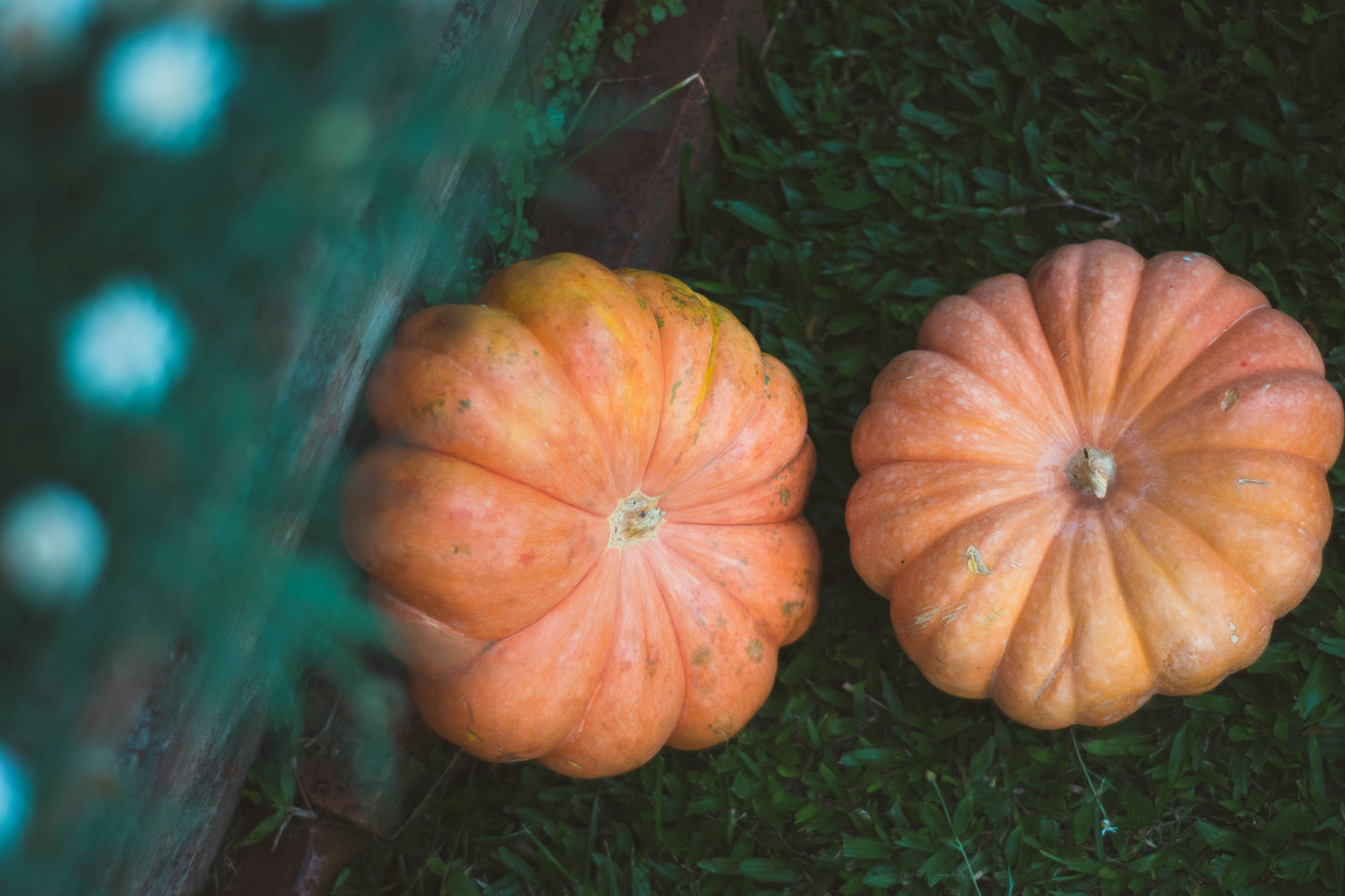 Heirloom Package 2 – $550 Total (Pay $275 Now) *PORCH DROP OFF