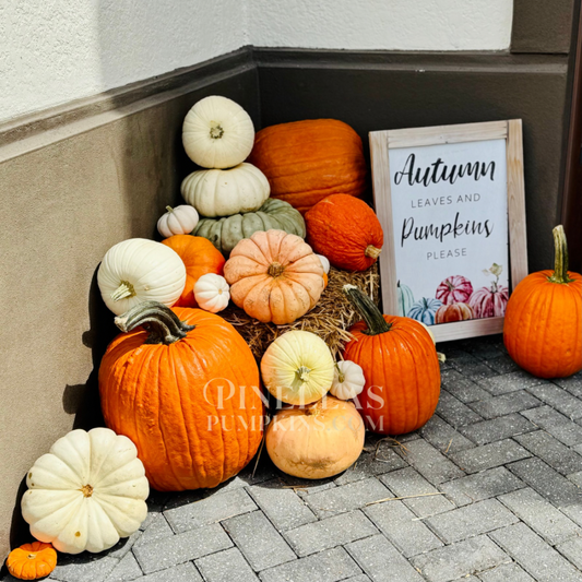 Package II - $450 TOTAL (Pay $225 Now)