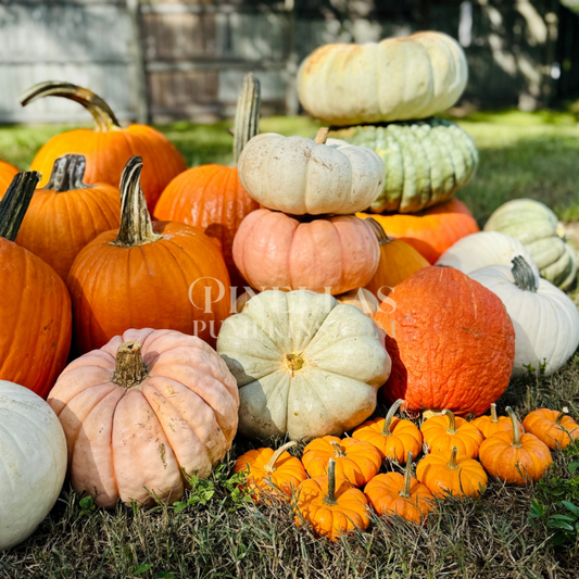 Package IV - $1,350 TOTAL (Pay $675 Now)