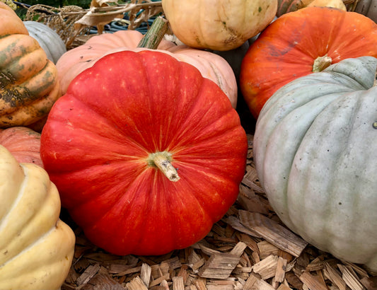 Heirloom Package 2 – $550 Total (Pay $275 Now) *PORCH DROP OFF