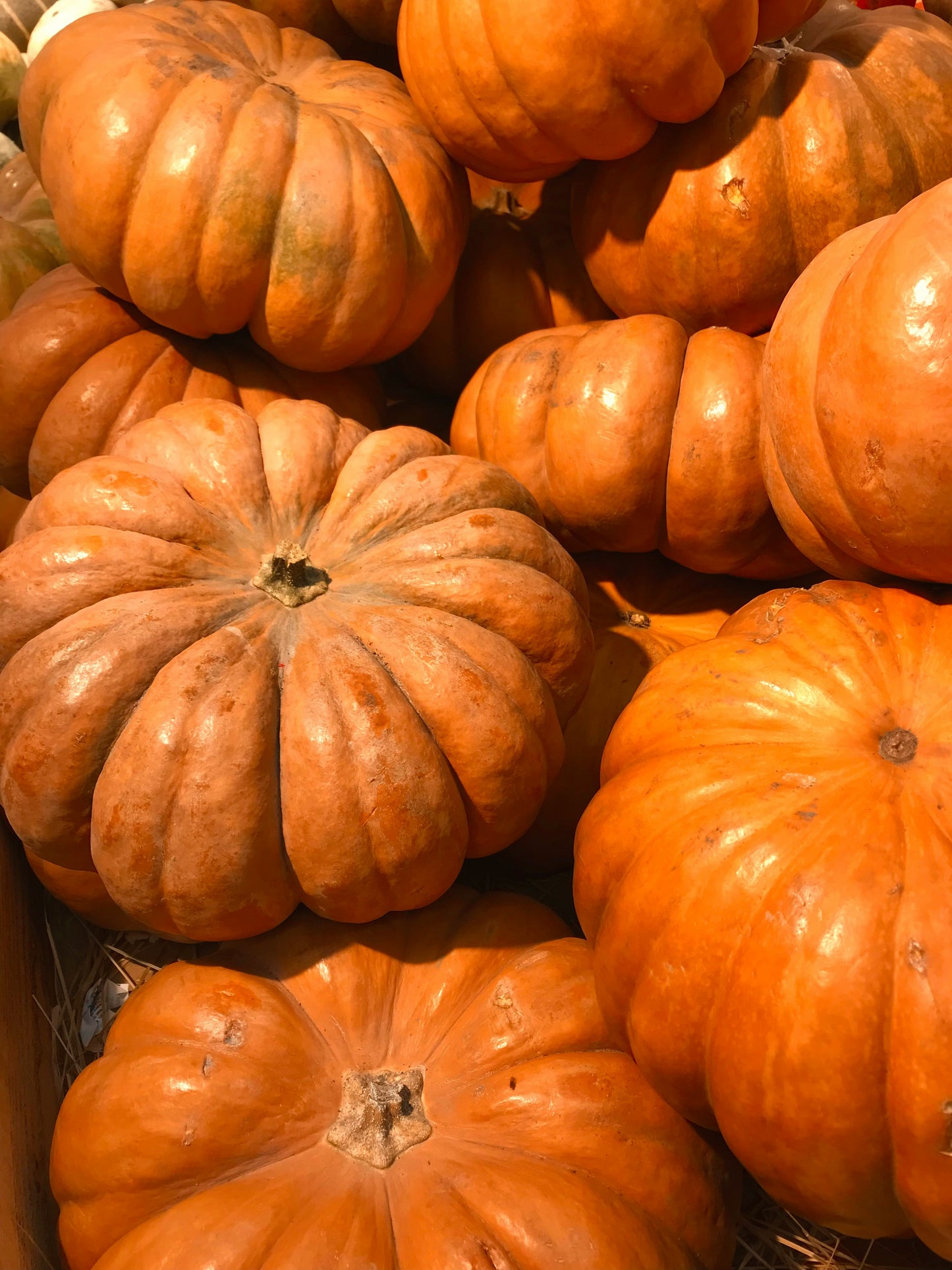 Heirloom Package 4 – $1,350 Total (Pay $675 Now) *DESIGN SERVICE INCLUDED