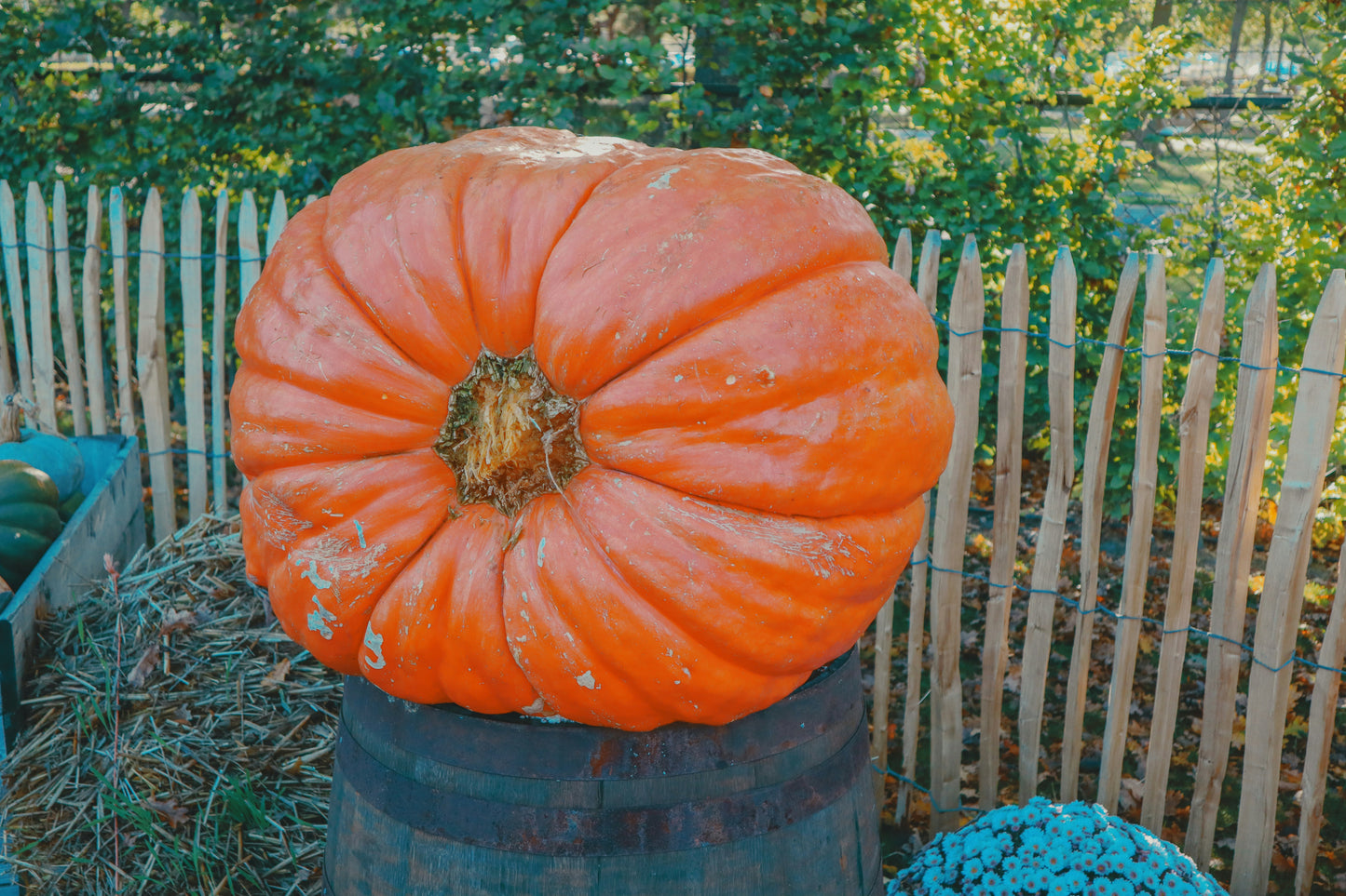 Pinellas Prize Pumpkin