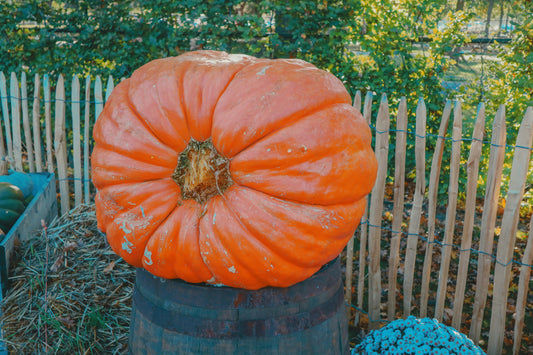 Pinellas Prize Pumpkin