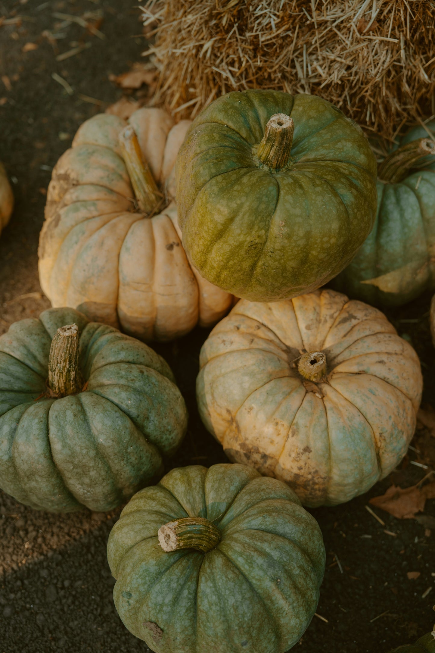 Heirloom Package 2 – $550 Total (Pay $275 Now) *PORCH DROP OFF