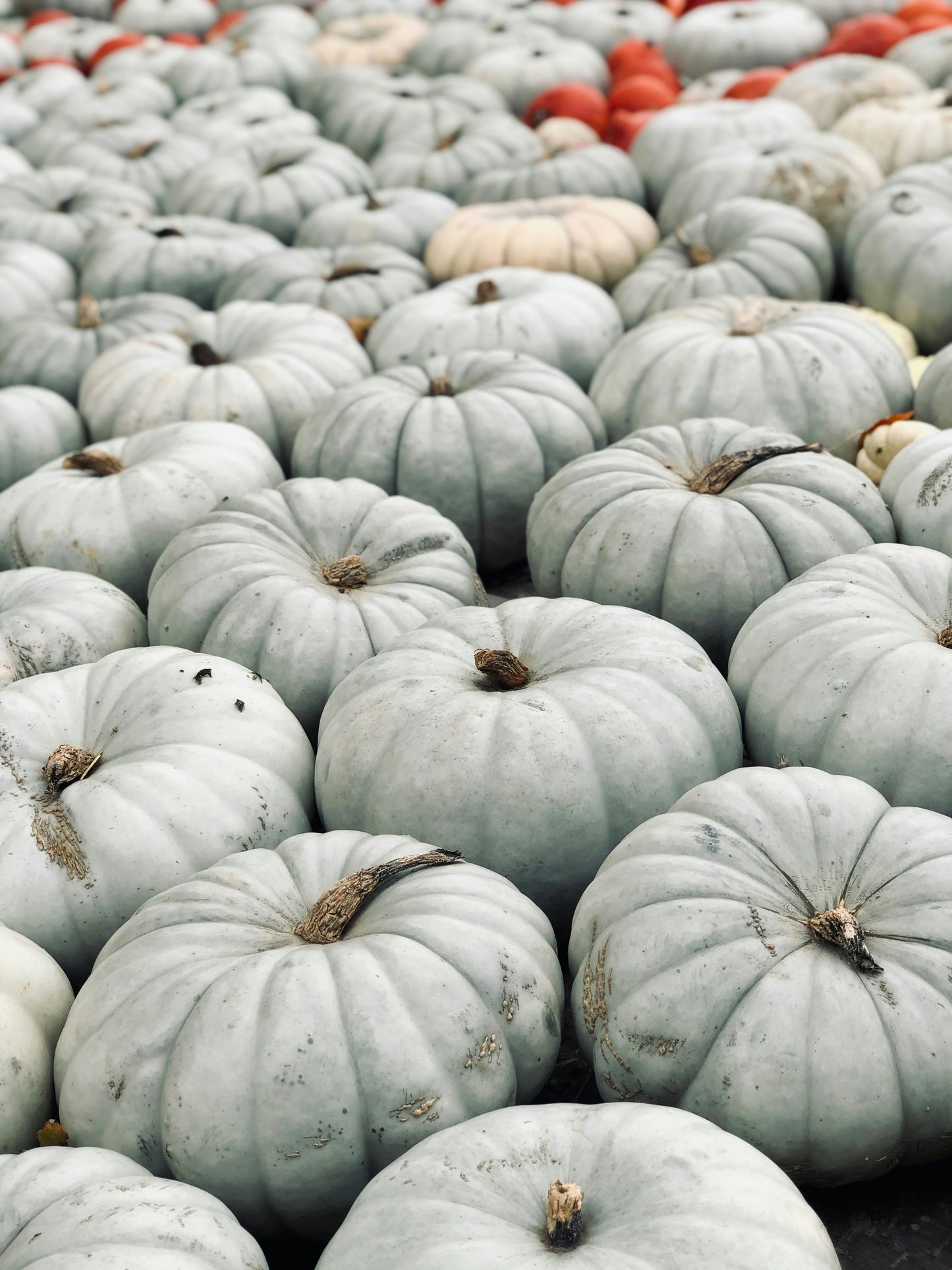 Heirloom Package 4 – $1,350 Total (Pay $675 Now) *DESIGN SERVICE INCLUDED