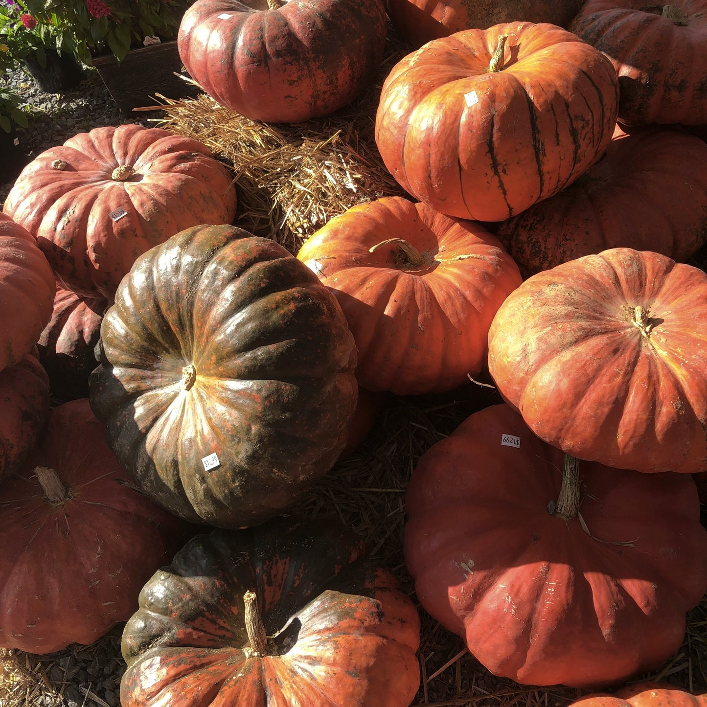 Heirloom Package 4 – $1,350 Total (Pay $675 Now) *DESIGN SERVICE INCLUDED