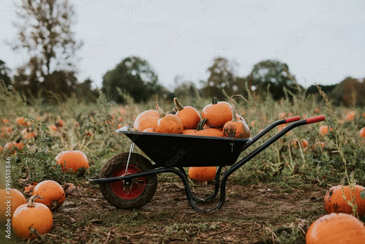 Pumpkin Pick-Up (AFTER THANKSGIVING)