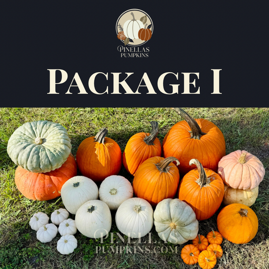 Package I - $250 TOTAL (Pay $125 Now)